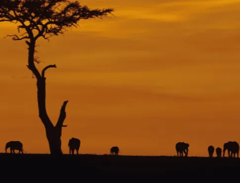 Cap sur la Tanzanie pour un learning expedition immersive 